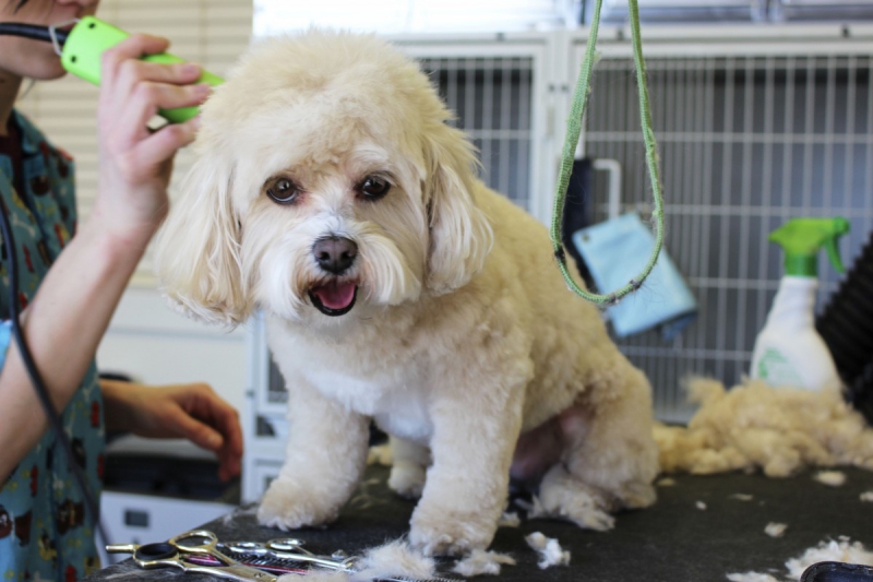 veterinaire-PUGET VILLE-min_white_dog_grooming_pet_pet_grooming_salon_groomer_fur-678977